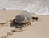 turtle back to sea