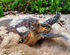 turtle digging for nest